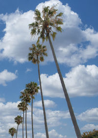 Low angle view of palm trees against sky
