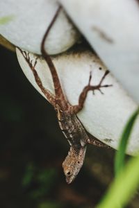 Close-up of insect on branch