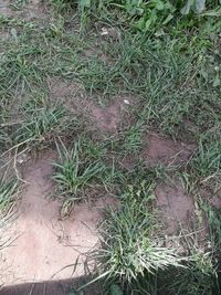 High angle view of trees growing on field