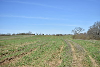 Scenic view of agricultural field against sky