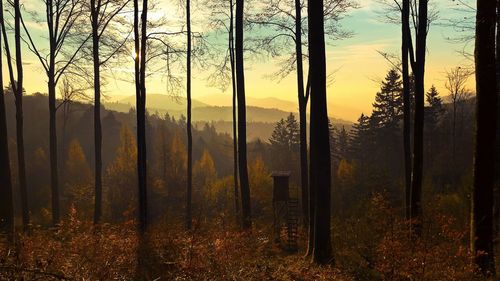 Scenic view of forest against sky during sunset