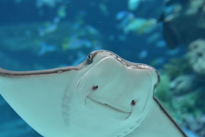 Fish swimming in sea