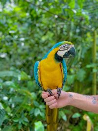 Close-up of parrot