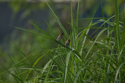 Close-up of bird perching on plant