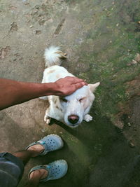 High angle view of dog hand on street