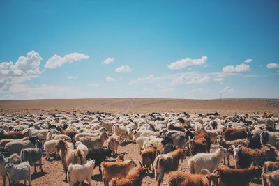 Cows on landscape against sky