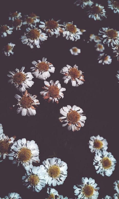 flower, freshness, fragility, petal, white color, flower head, beauty in nature, growth, daisy, blooming, nature, high angle view, pollen, plant, white, close-up, blossom, in bloom, abundance, botany