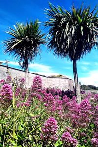 Pink flowering plant against sky