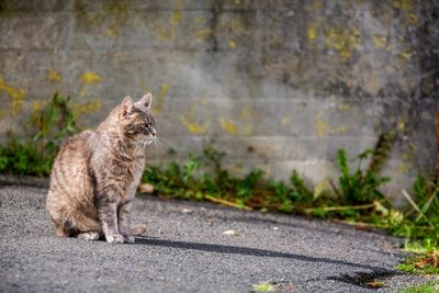 Cat sitting on street