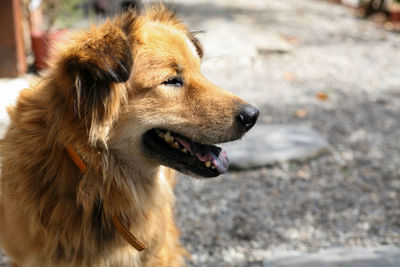 Close-up of dog looking away