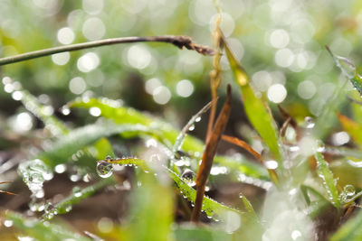 Close-up of wet plant leaves during rainy season