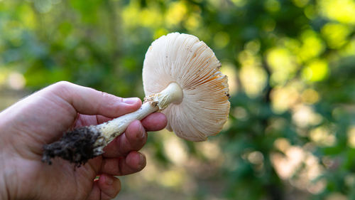 Close-up of hand holding mushroom