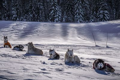 Sled dogs relaxing on snow covered field