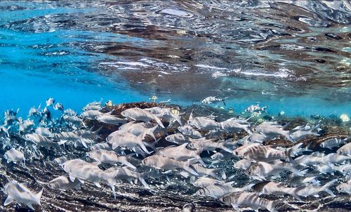 Close-up of fishes swimming in sea