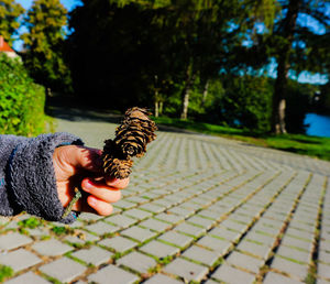Cropped hand holding pine cones against trees in park