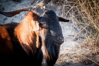 Close-up of a horse