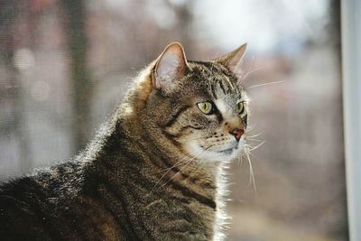 Close-up of cat looking away