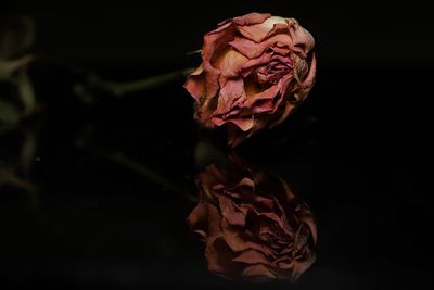 Close-up of wilted rose against black background