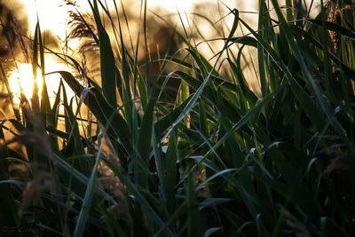 Close-up of grass growing on field