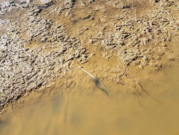 High angle view of starfish on beach