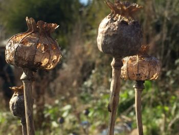 Close up of plant against blurred background