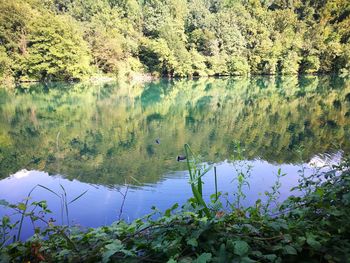 Reflection of trees in lake