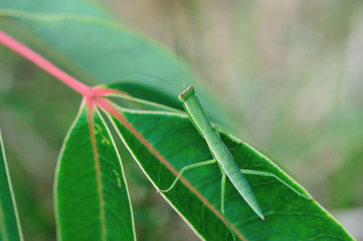 Close-up of insect on plant