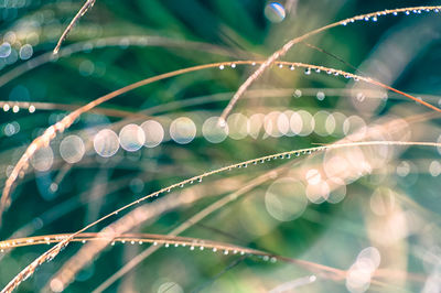 Close-up of raindrops on leaf