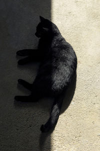 Shadow of a cat