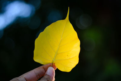 Close-up of person holding yellow leaves