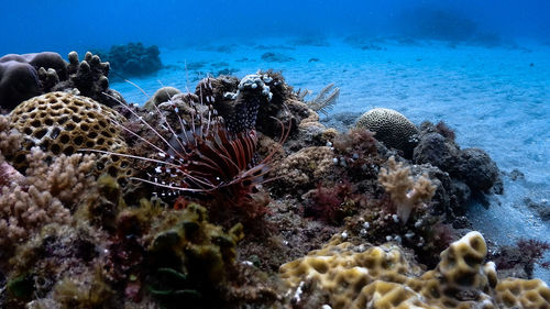 Red lionfish at isla verde