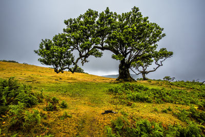 Trees on field against clear sky