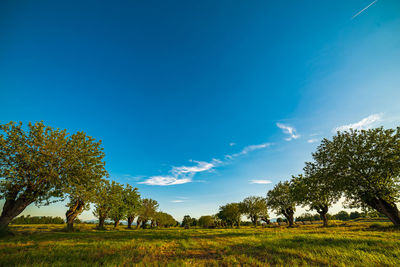 Trees on field against blue sky