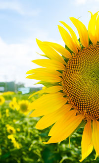 Close-up of sunflower blooming against sky