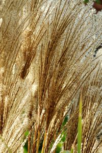 Close-up of wheat growing in farm