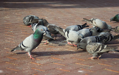 High angle view of pigeons on street