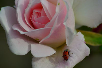 Close-up of insect on flower