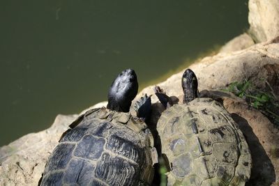 High angle view of two turtles at the edge of the lake