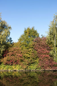 Trees by lake in forest against clear sky during autumn