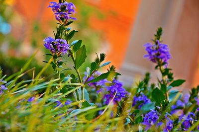 Close-up of purple flowers blooming outdoors