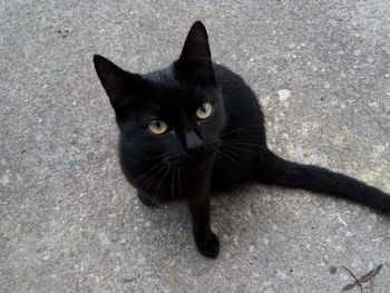 Close-up portrait of black cat on street
