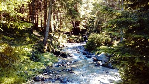 Stream amidst trees in forest