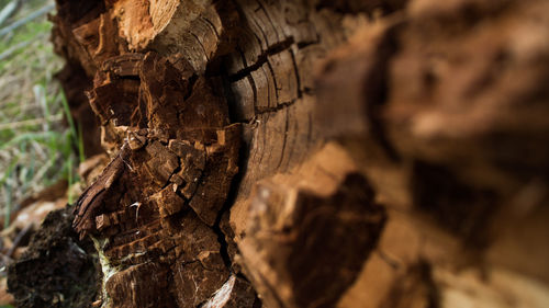 Close-up of fallen tree trunk on field