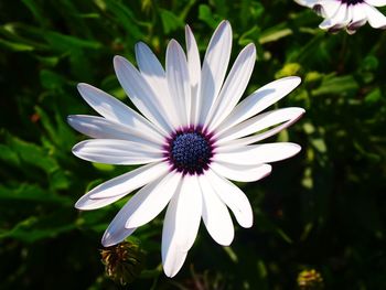 Close-up of osteospermum blooming outdoors