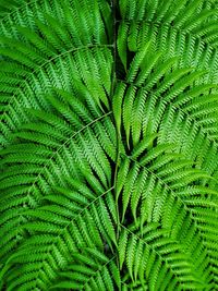 Full frame shot of palm tree leaves