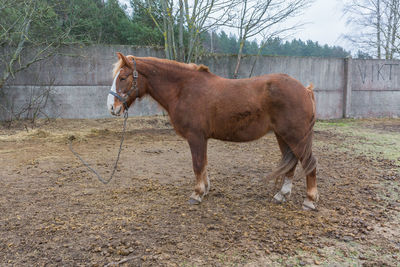 Horse standing in ranch