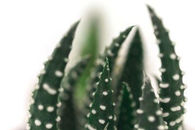 Close-up of succulent plant over white background