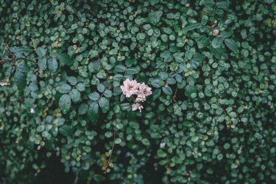 Directly above shot of flowers blooming amidst plants 