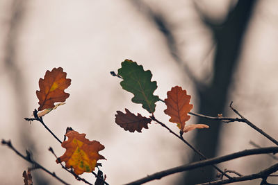 Close-up of plant against blurred background