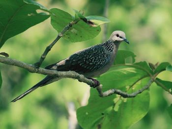 Close-up of bird perching on branch